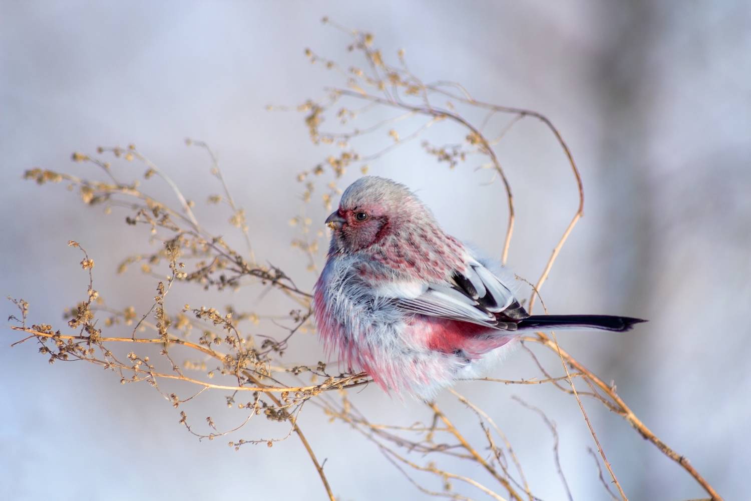 урагус, полынь, Александр Канцур