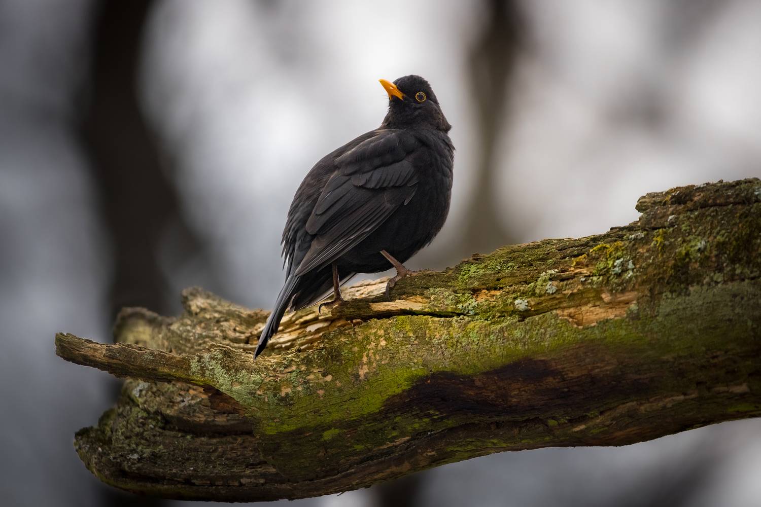 , Вячеслав Мельников