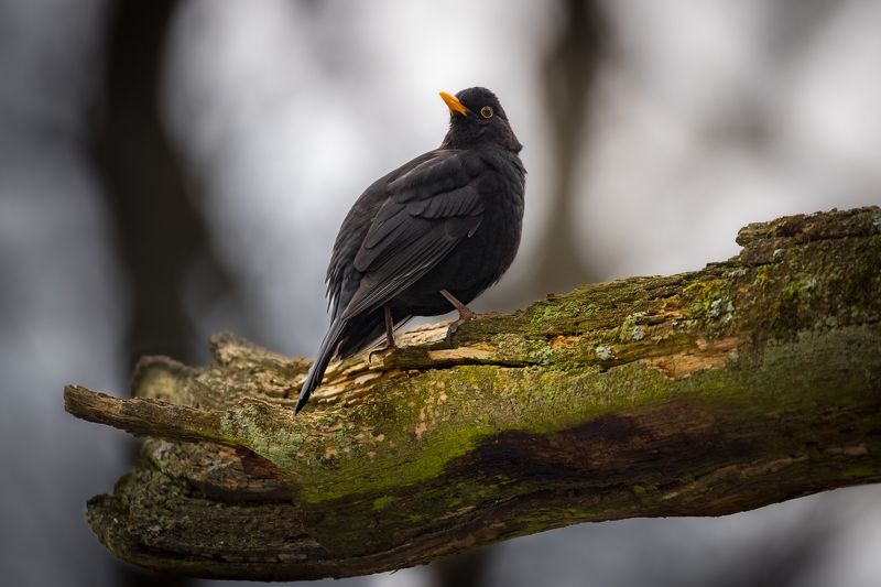 Чёрный дрозд фото превью