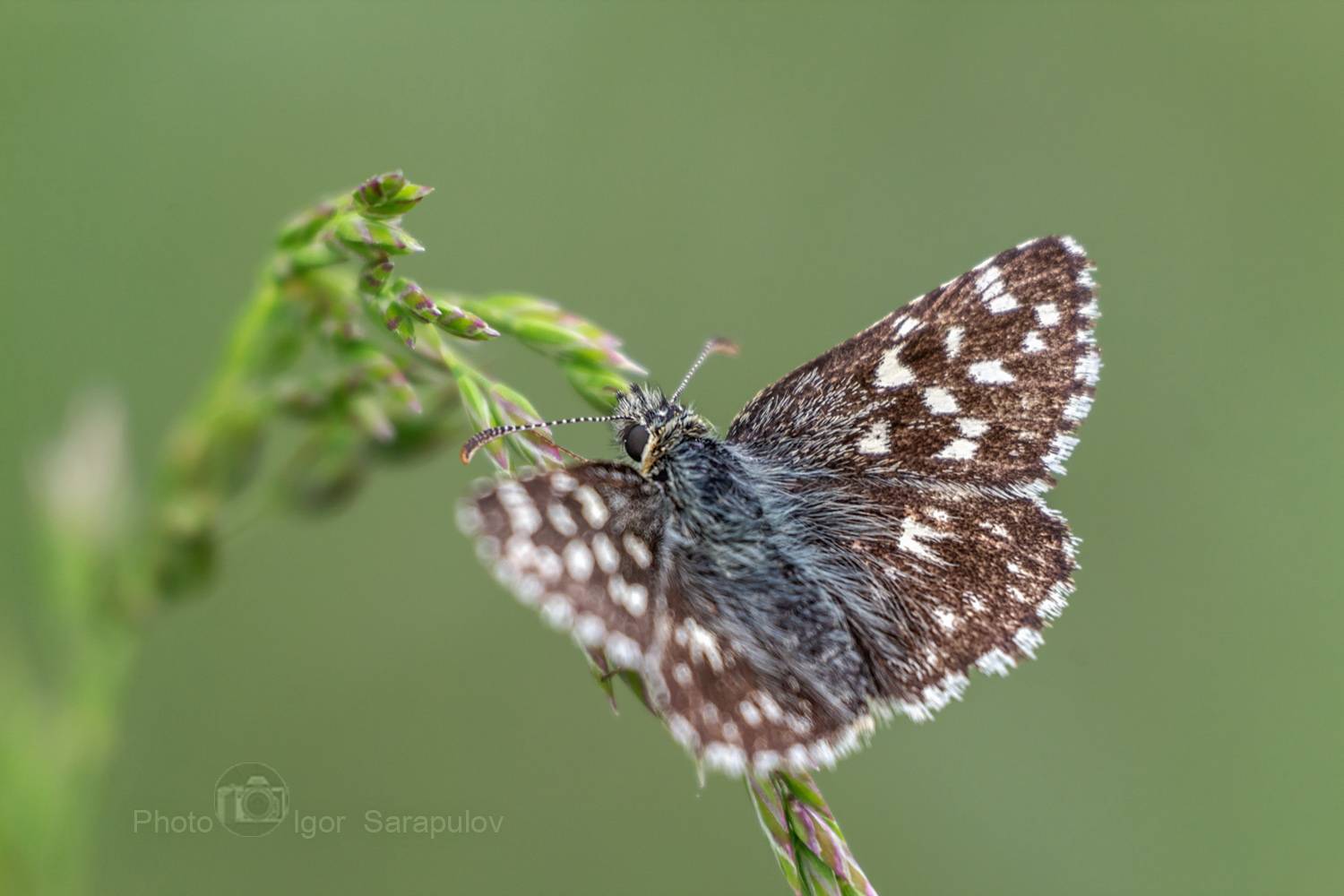 фотоохота, фото на ходу, толстоголовка розоцветная, толстоголовка мальвовая, толстоголовка, насекомое, макросъёмка, бабочка, pyrgus malvae, macro, live for the story, kwanon photo,, Сарапулов Игорь