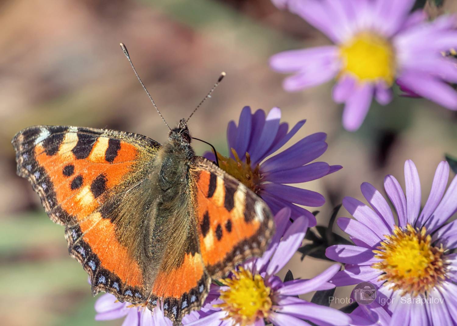 цветущая осень, цветок, цветник, фотоохота, фото на ходу,  осенние цветы, октябринки,  насекомое, макросъёмка, лепестки, бабочка крапивница, бабочка, macro, live for the story, kwanon photo,  aglais urticae, Сарапулов Игорь