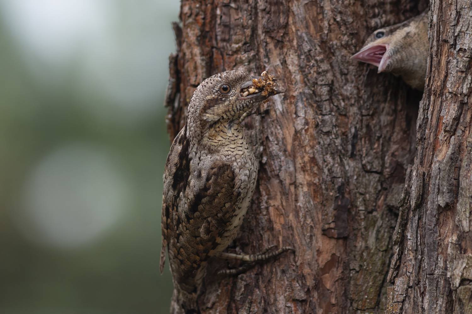 , Денис Пронин