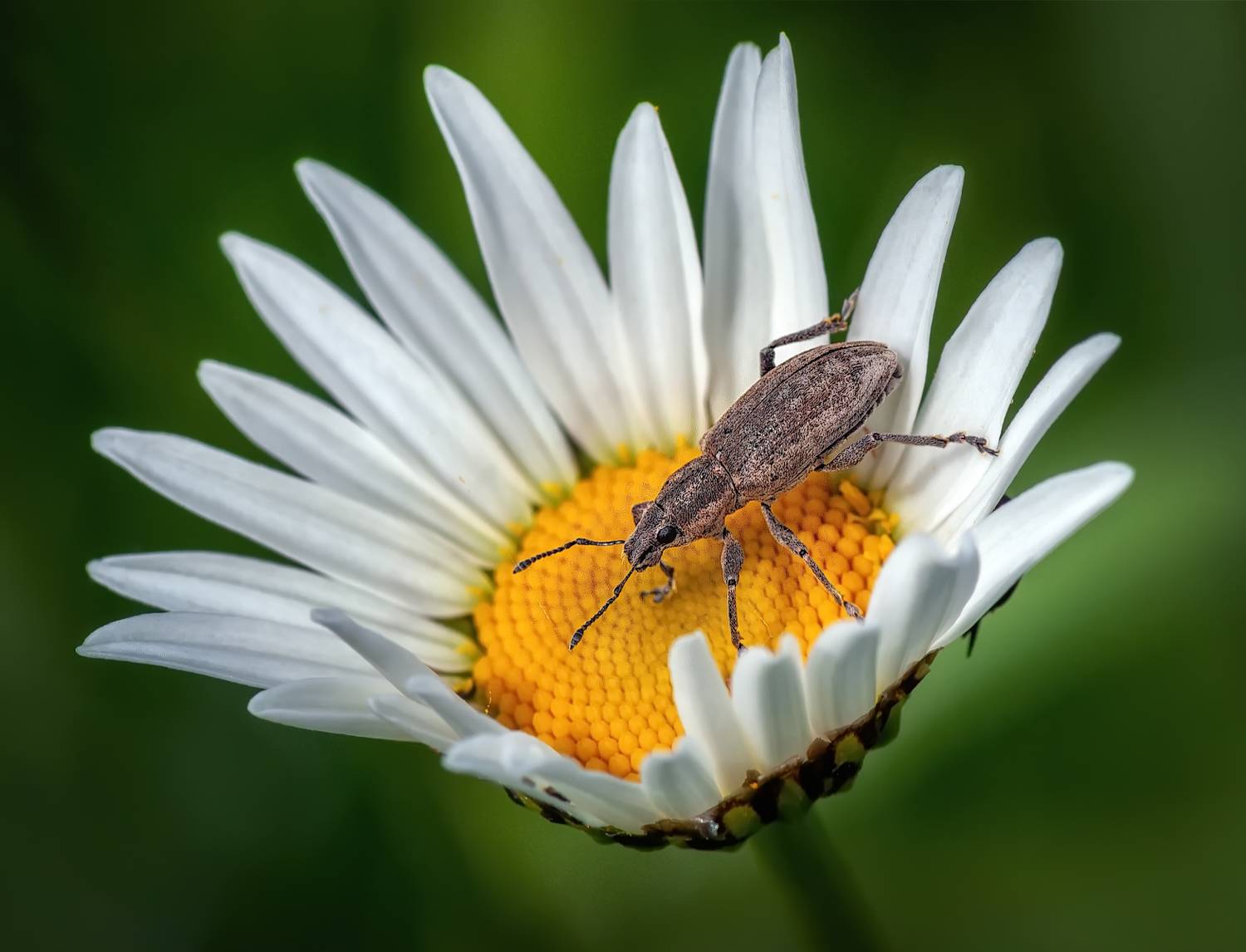 жук, ромашка, Сергей Аникин