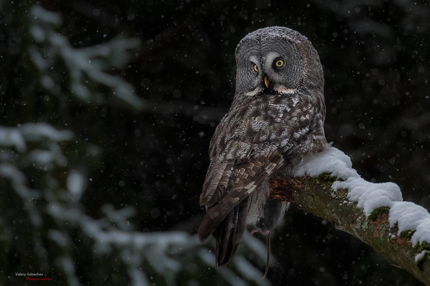 , Валерий Субачев