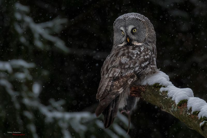 На выпавший, на белый... фото превью