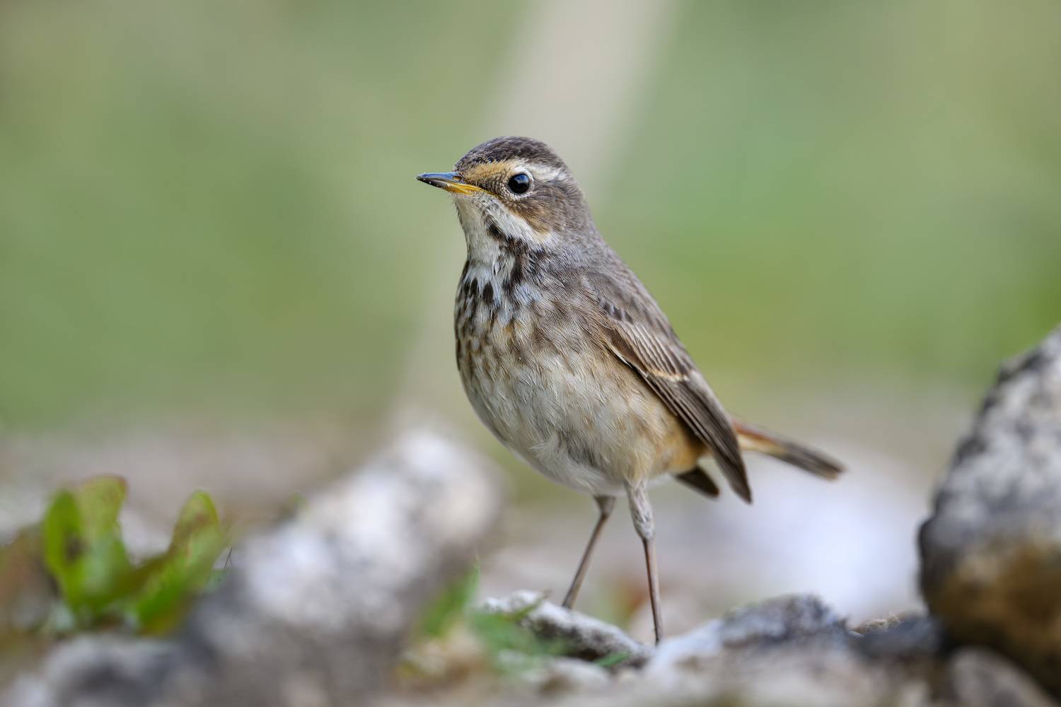 Птица, варакушка, природа, фотоохота, Kulikov Vladimir