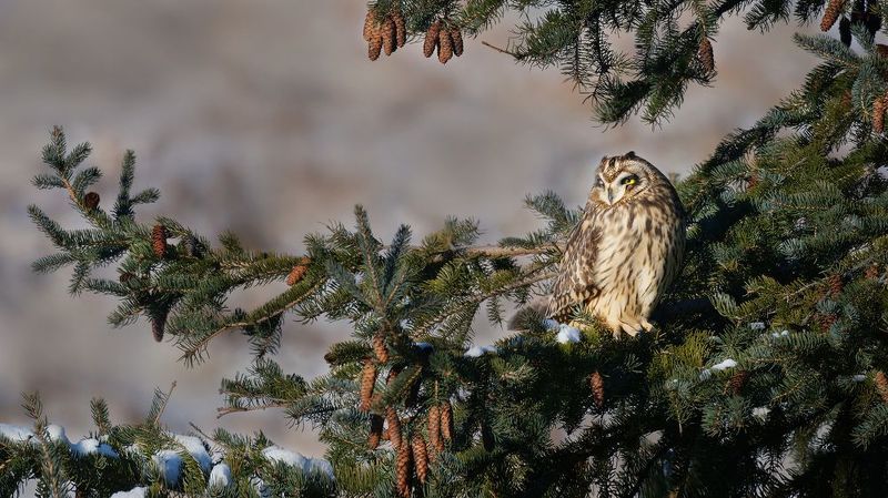 Дрёма фото превью