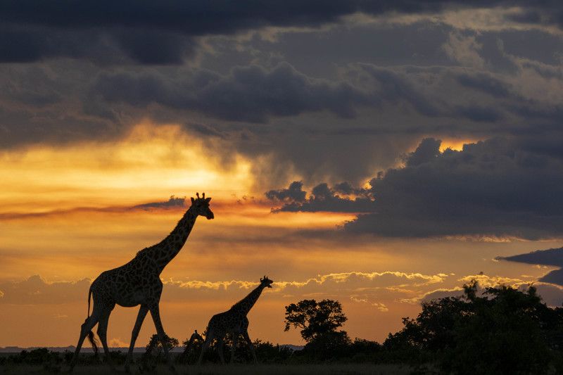 #giraffes #silhouettes Land of the Giants  фото превью