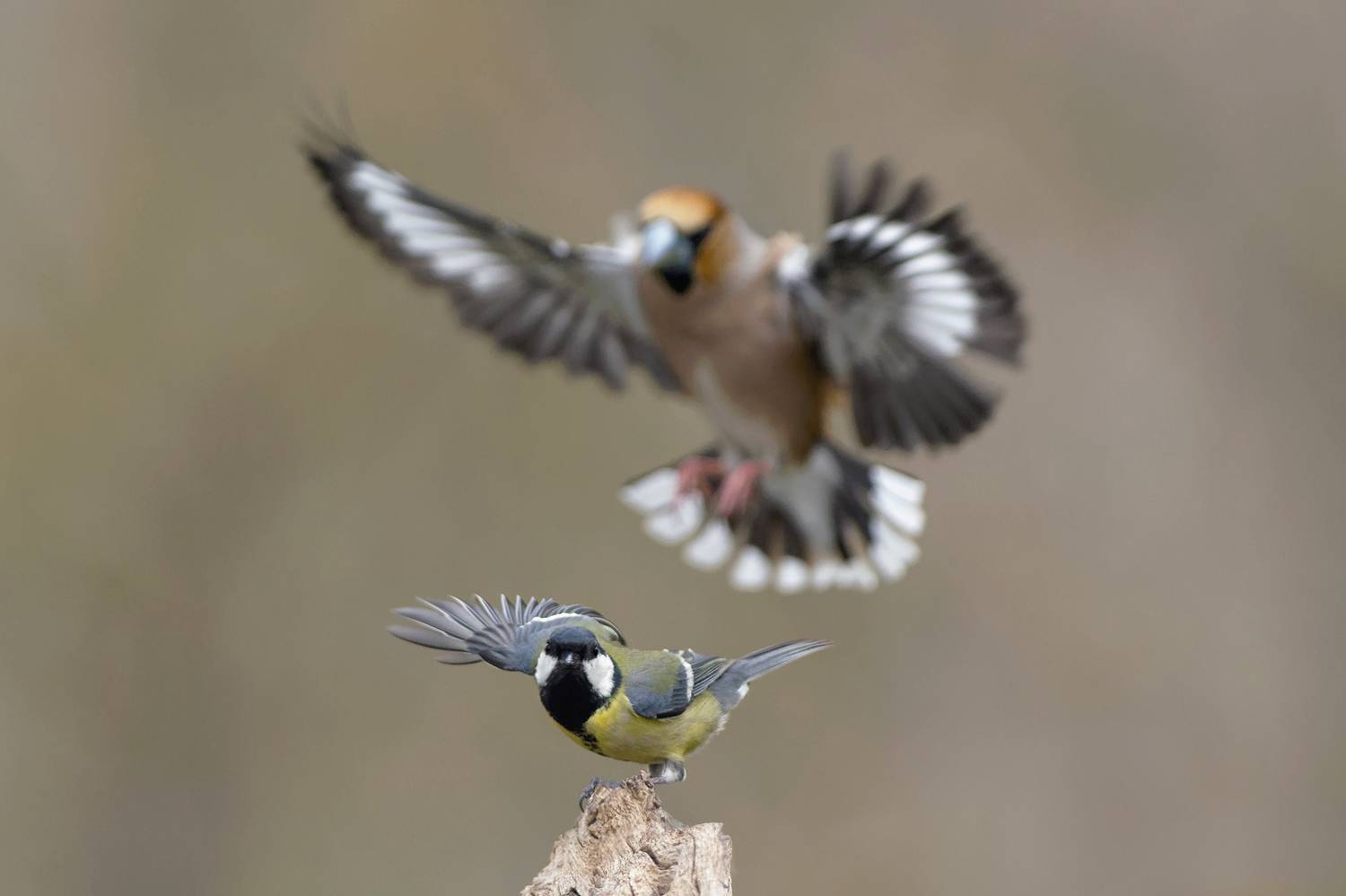 , Евгени Стефанов