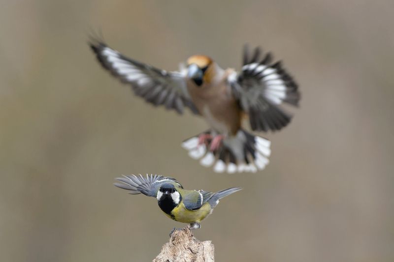 Большой фото превью