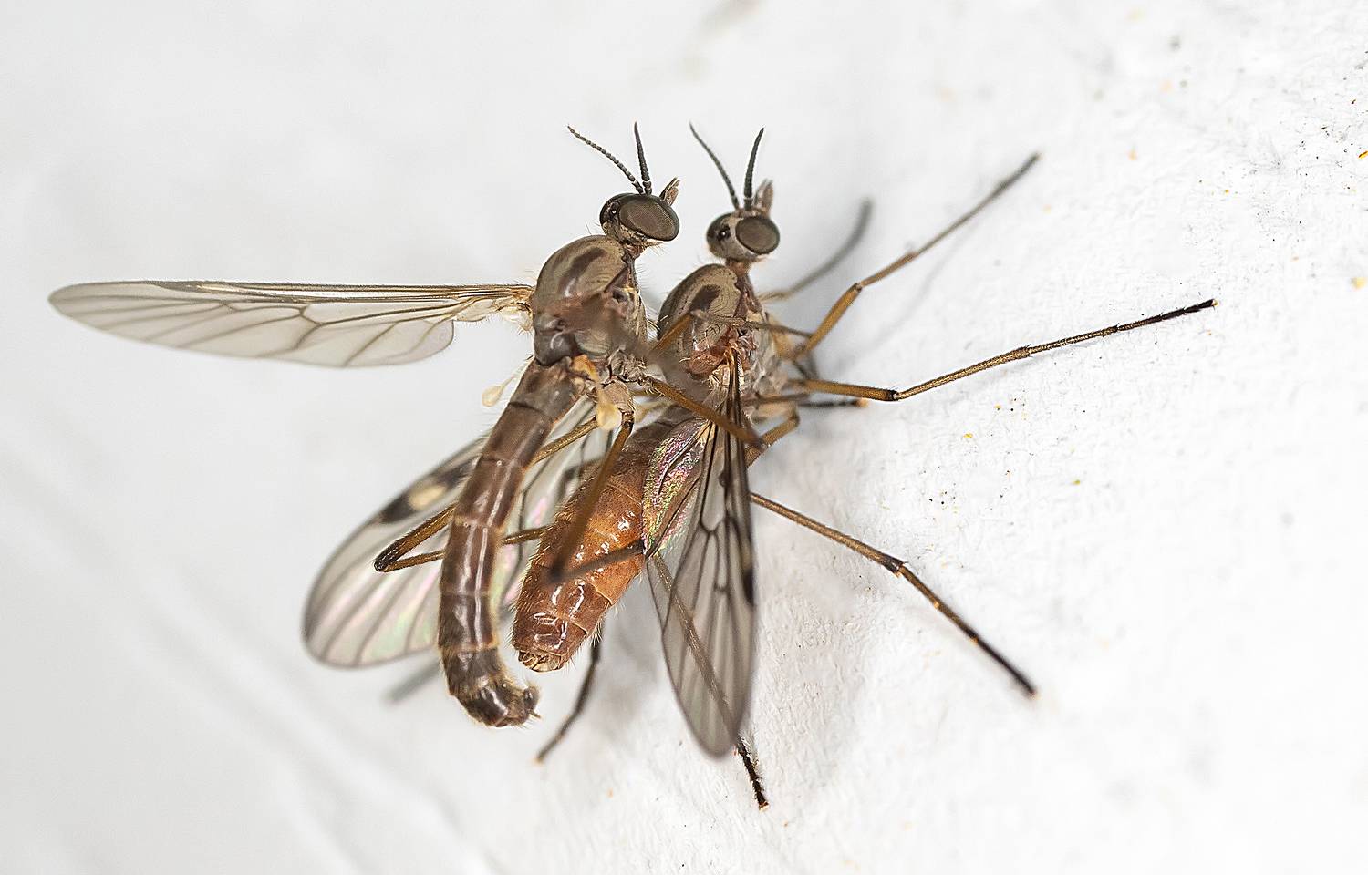 двукрылые, насекомые, макро, продолжение жизни, Широких Александр