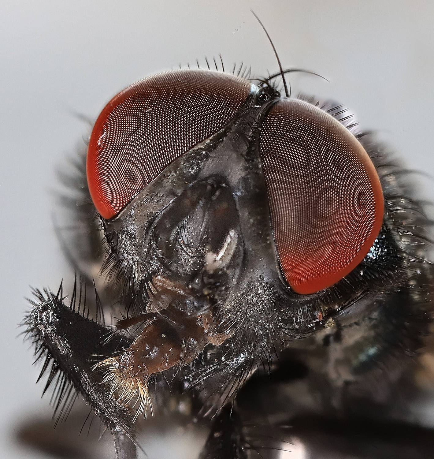 насекомые, муха, двукрылые, портрет, фасеточные глаза, Широких Александр