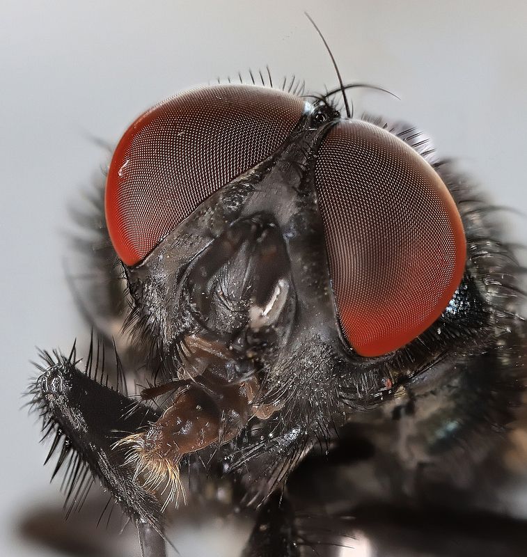 насекомые, муха, двукрылые, портрет, фасеточные глаза Портрет комнатной мухи фото превью