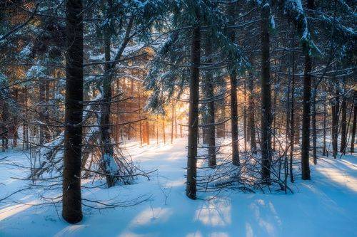 Закат в лесу