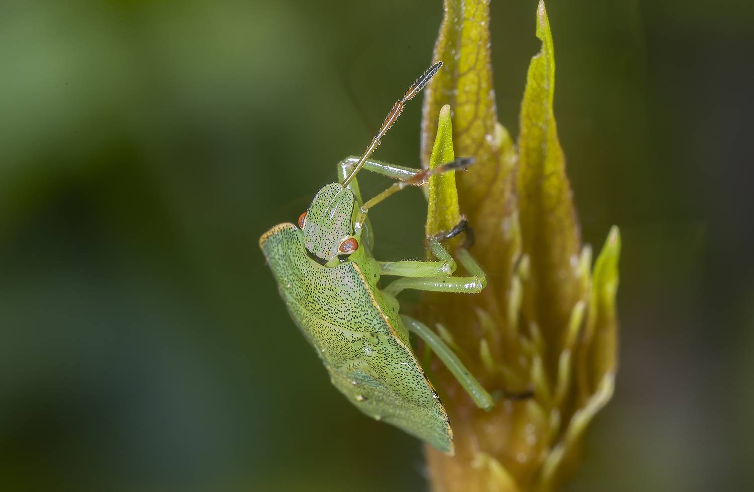 щитник, клоп, макро, лето, Широких Александр