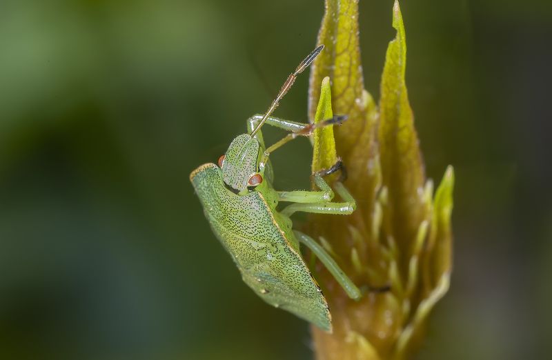 щитник, клоп, макро, лето Зелёный щитник фото превью
