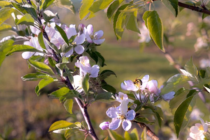 Пчела за работой, пчела собирает пыльцу, цветки яблони Пчелиный труд фото превью