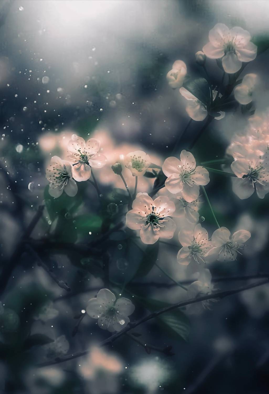 макро, macro, цветы, flower, весна, spring, вишня, Julia Kaissa