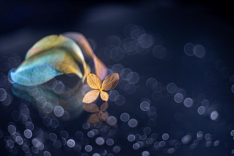 close-up Cordially фото превью