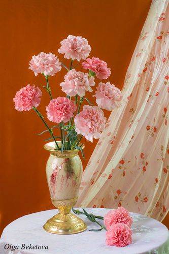 Розовые гвоздики