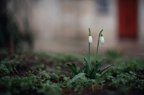 Боспорские подснежники.