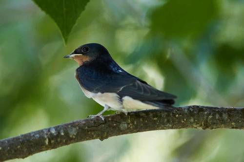 Hirundo rustica