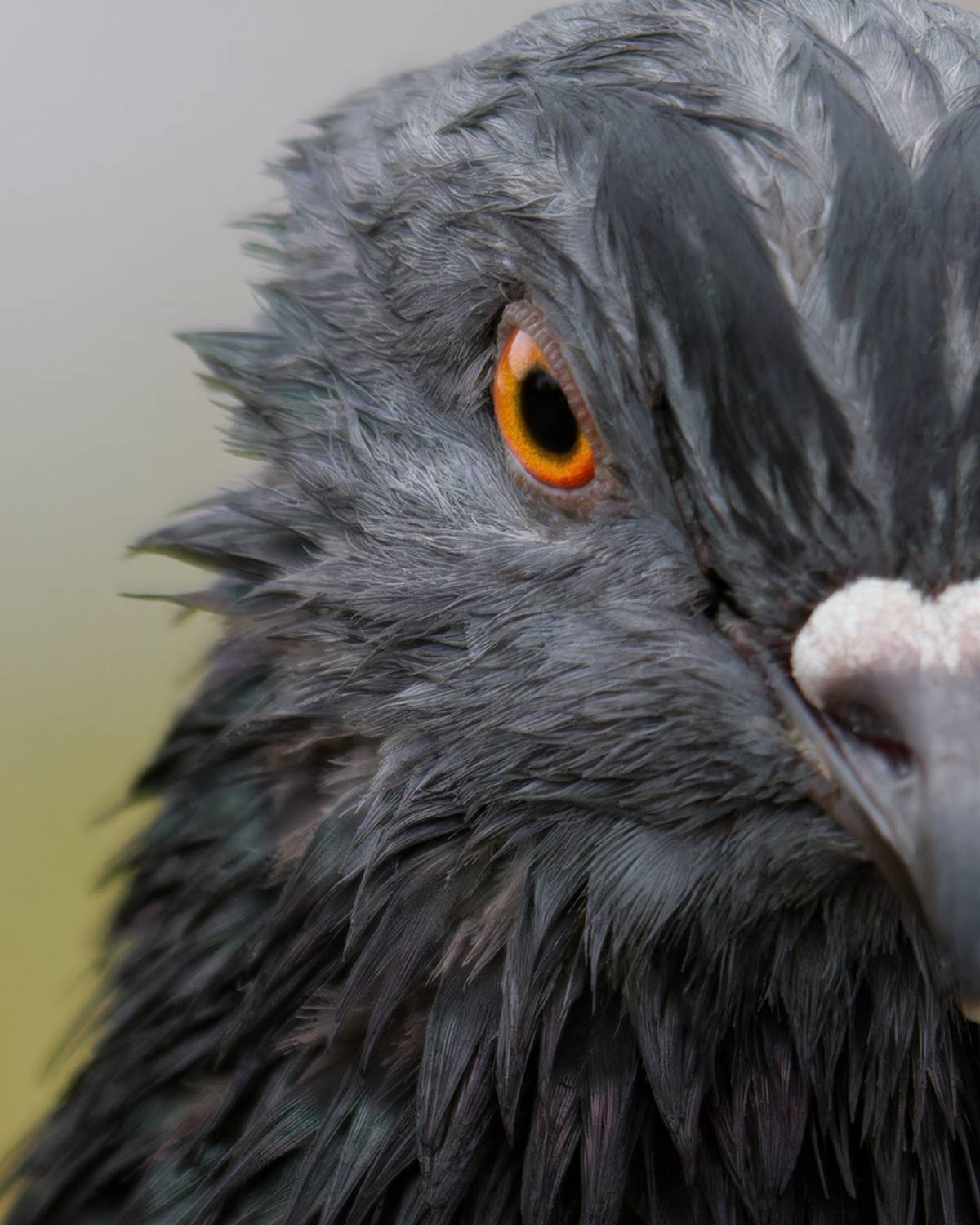 птица, голубь, pigeon, bird, Хилько Марина