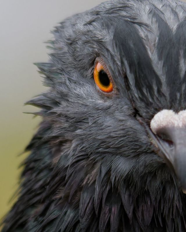 птица, голубь, pigeon, bird \