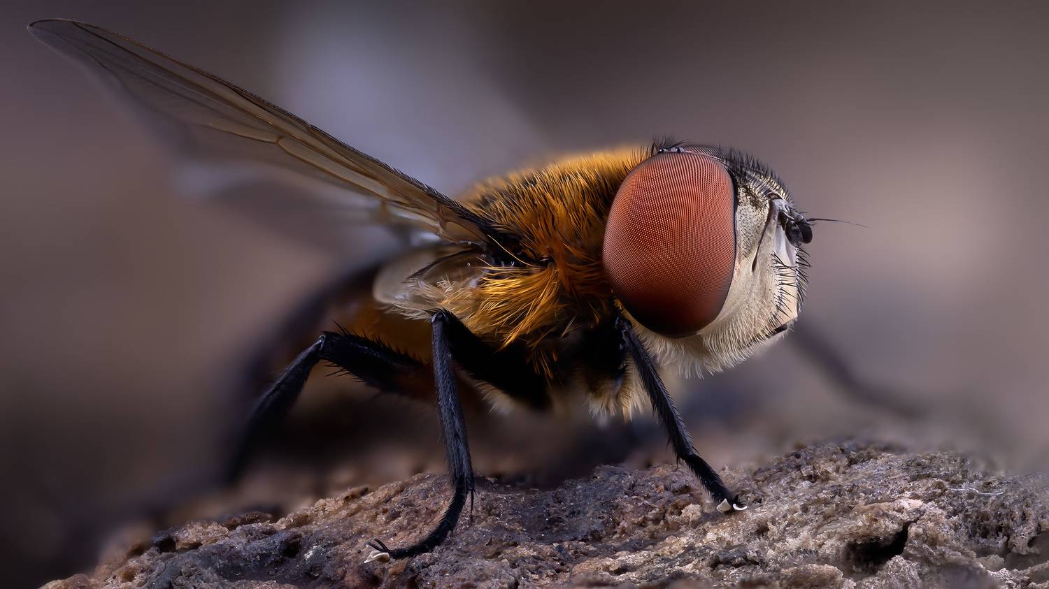 diptera, phasia hemiptera, муха, Kavaliauskas Eugenijus
