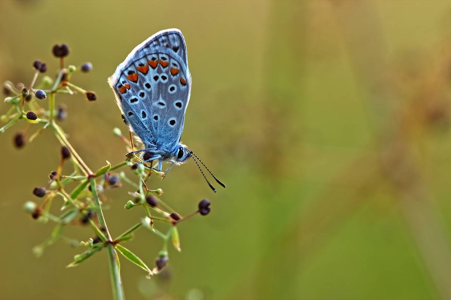 , Олег Резенов