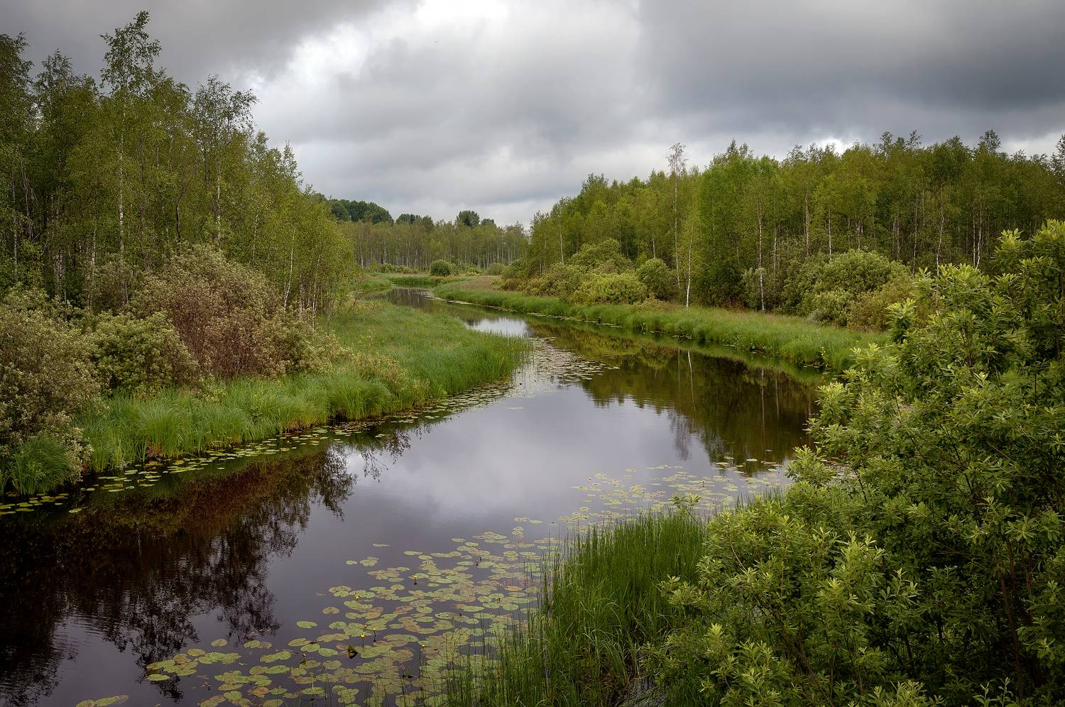 речка, лес, лето, Сергей Аникин
