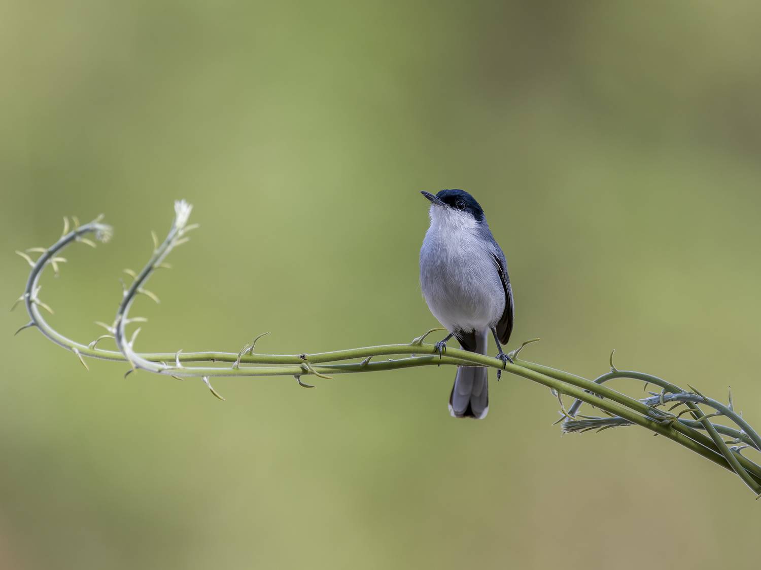, Burgalin Sequeira Fernando