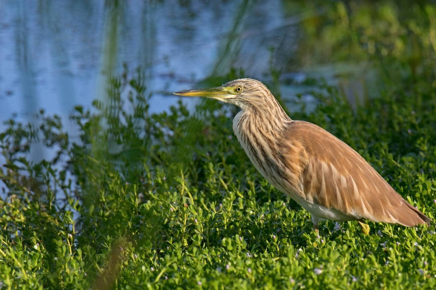 , Людмила Бекман