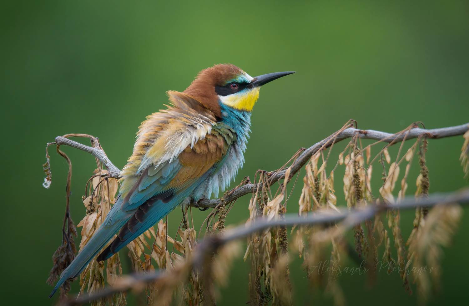 щурка, Плеханов Александр