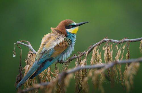 Одна на сухой ветке