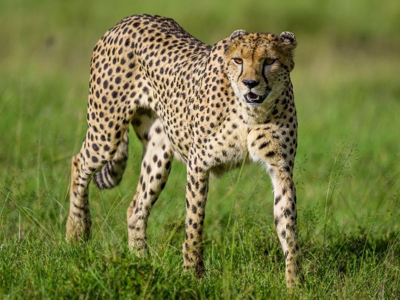 Hunter\'s Gaze фото превью