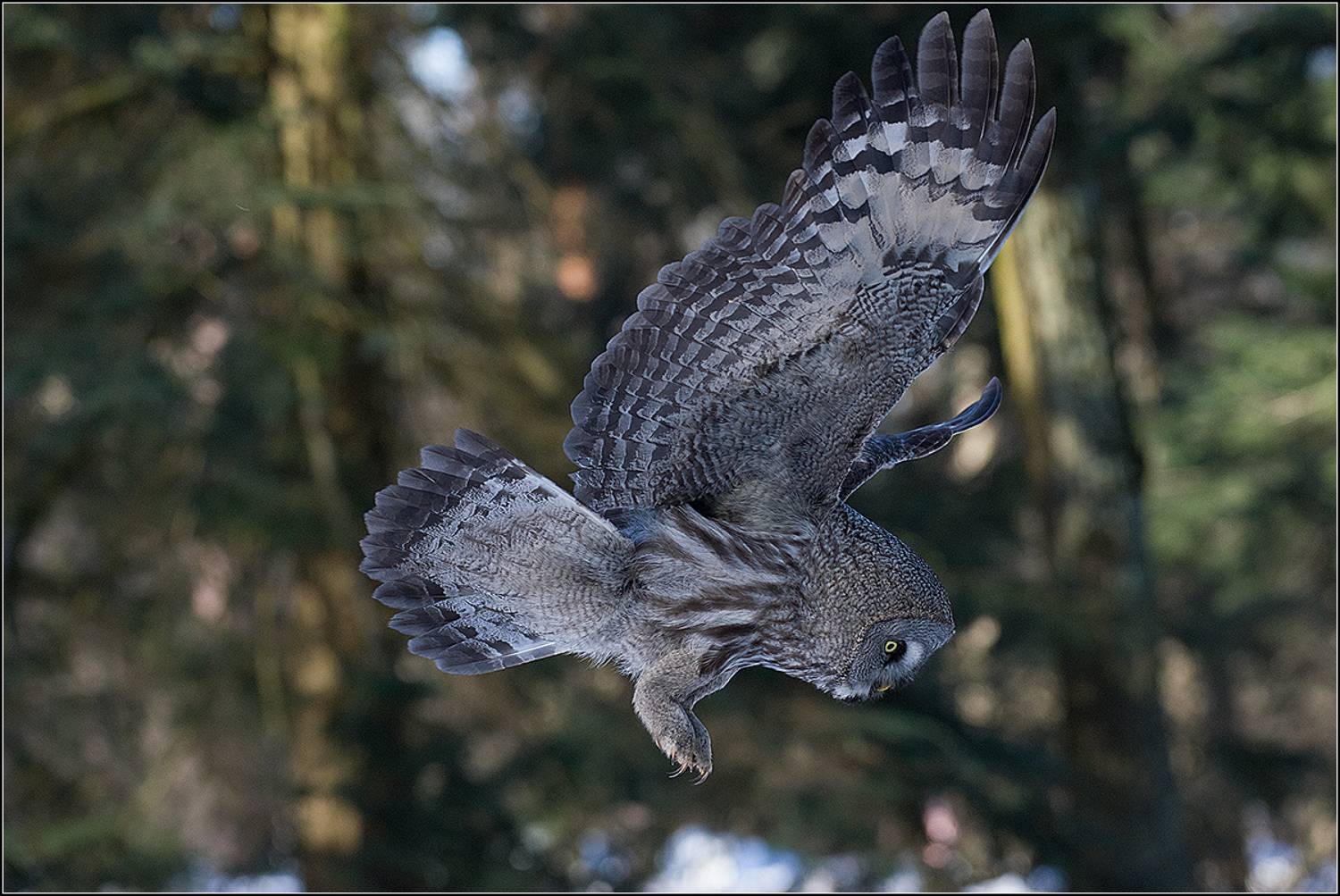 москва, март, парк, птица, бородатая неясыть, АНАТОЛИЙ ДОВЫДЕНКО