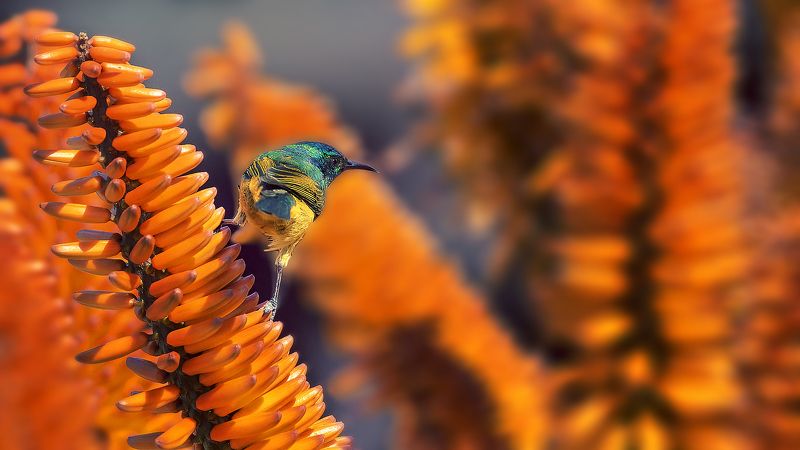 sunbird, nature, bird White-bellied Sunbird on Aloe фото превью