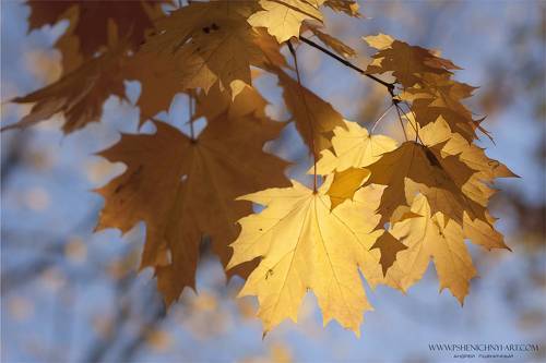 Резные узоры сентября