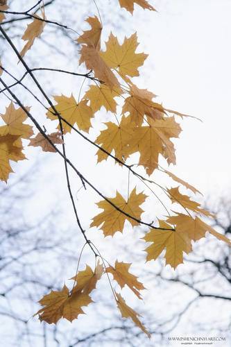 Осенний этюд