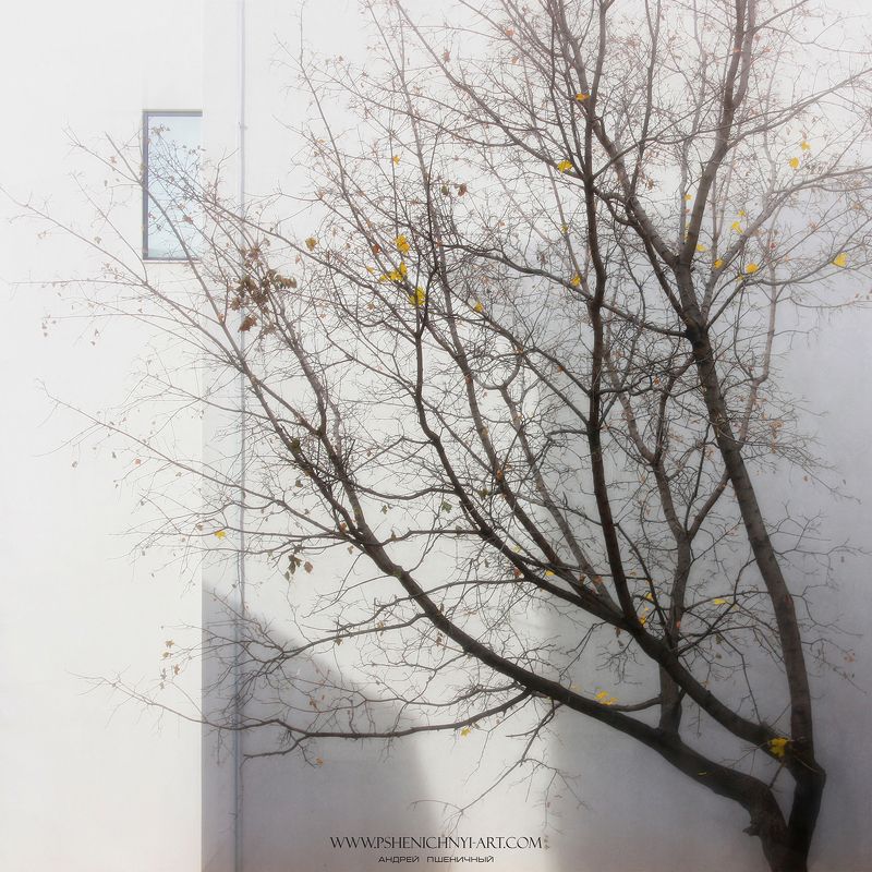 осень, клён, кленовые листья, сентябрь, свет, стена, город, минимализм Мягкий свет сентябрьского утра фото превью