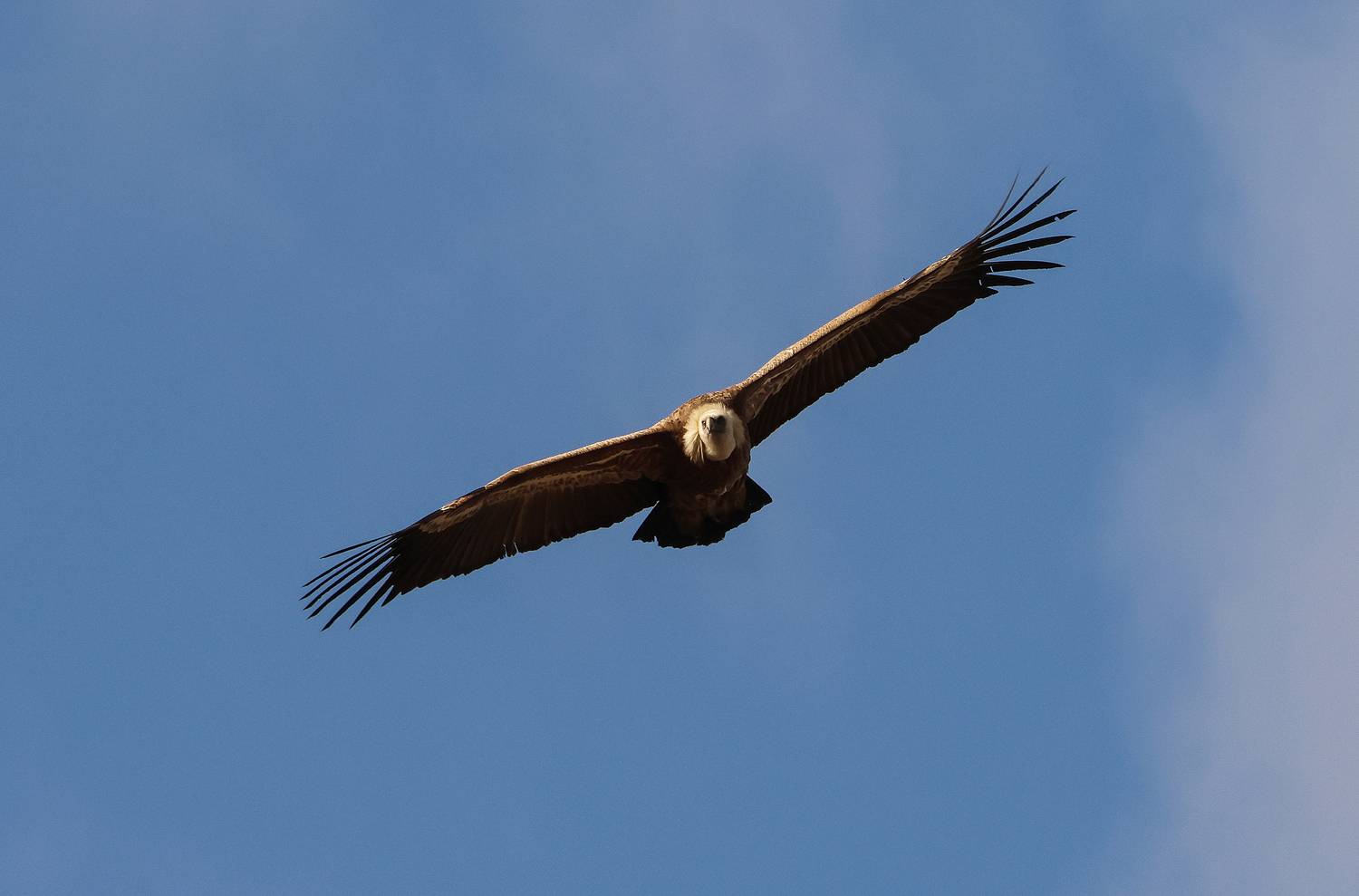 сип,белоголовый сип,гриф,, Magov Marat