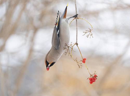 Свиристель обедает