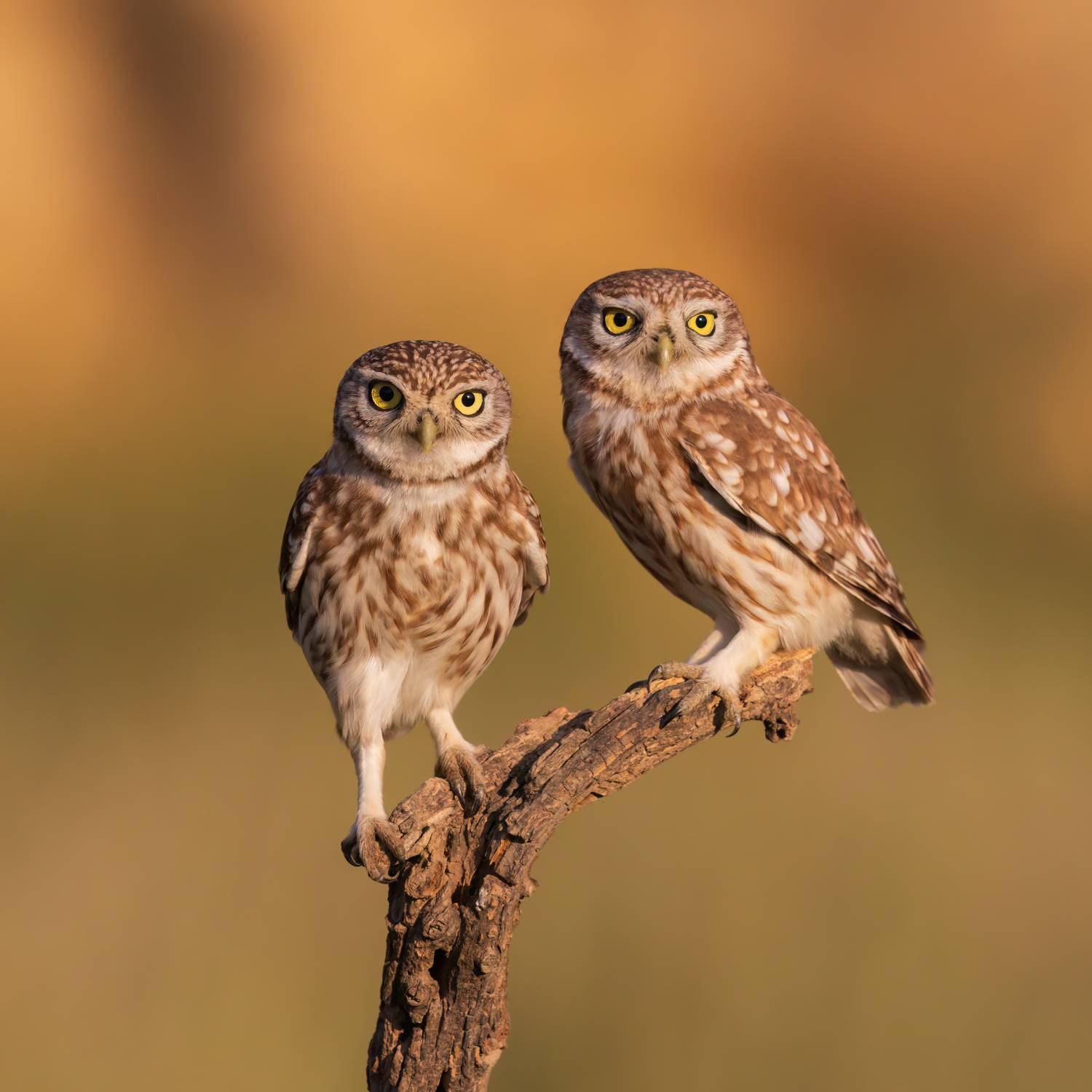 , Фруман Евгений