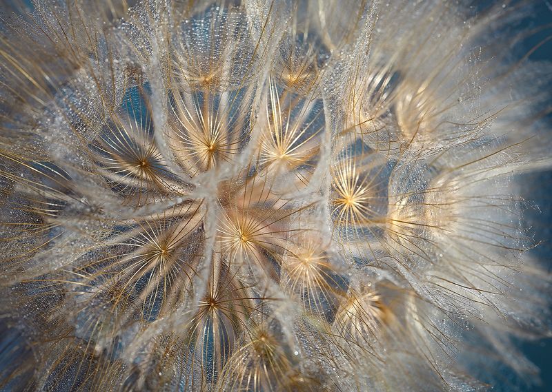 Tragopogon фото превью