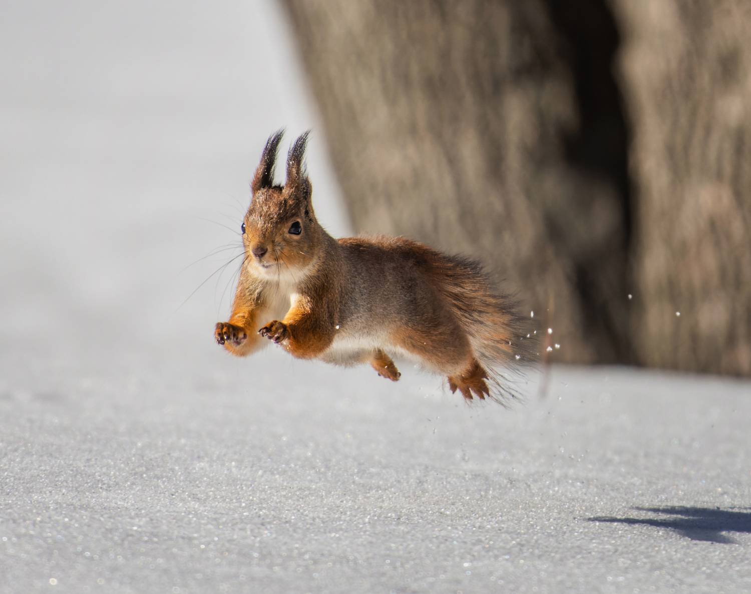 , Дэм Константин