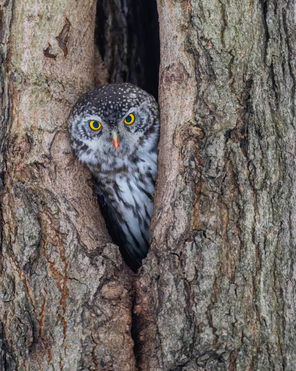 , Дэм Константин