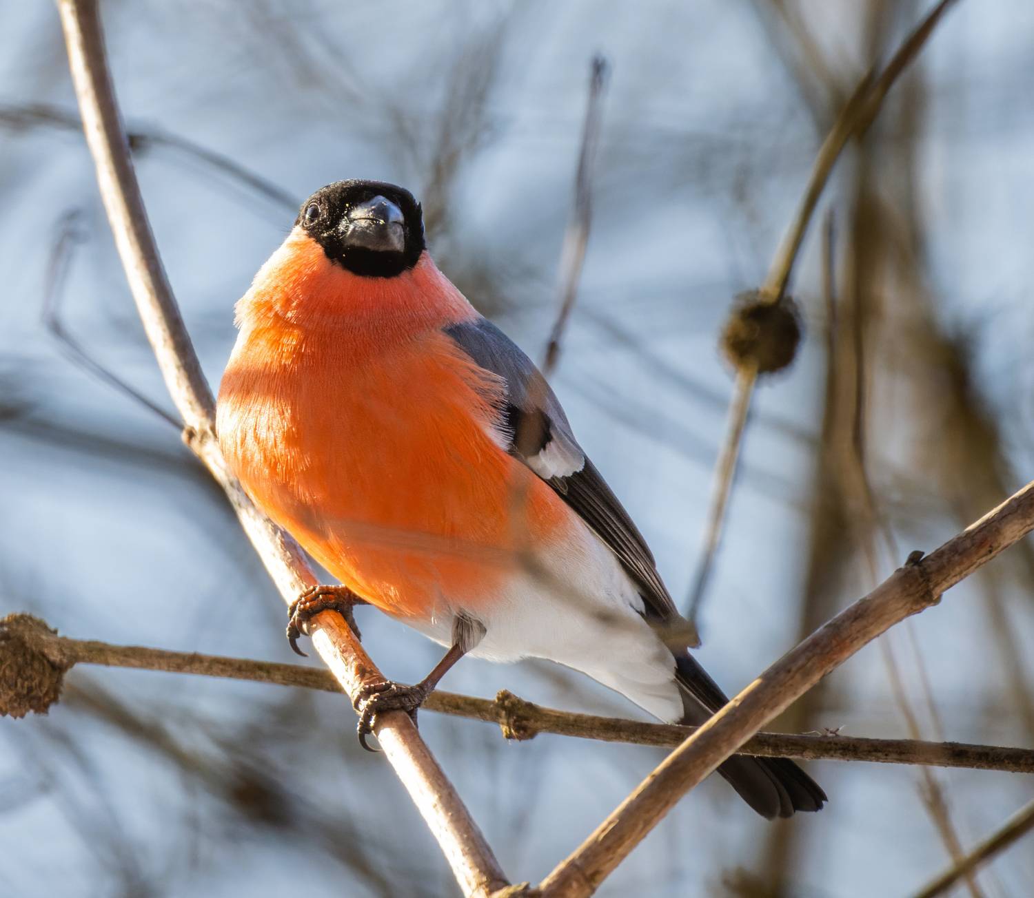 , Дэм Константин
