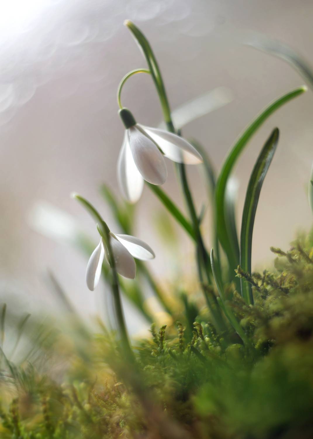 подснежники,весна, беларусь, объектив гелиос 44 для m39 ,ирина горюкина,лес, ГОРЮКИНА ИРИНА