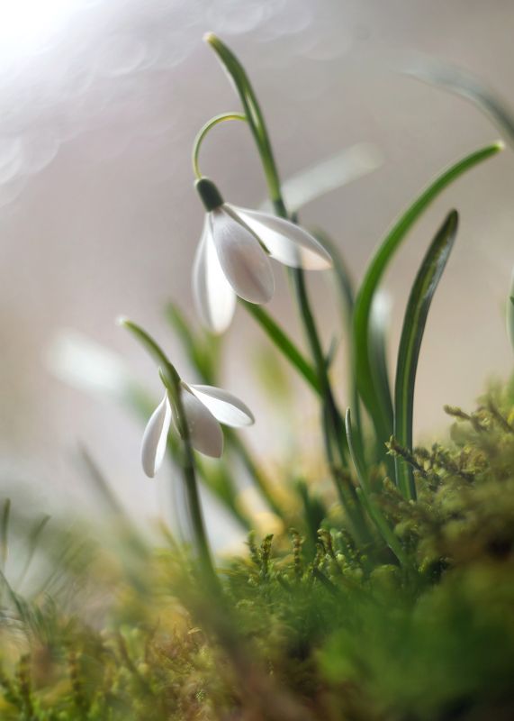 подснежники,весна, беларусь, объектив гелиос 44 для m39 ,ирина горюкина,лес Пралески фото превью